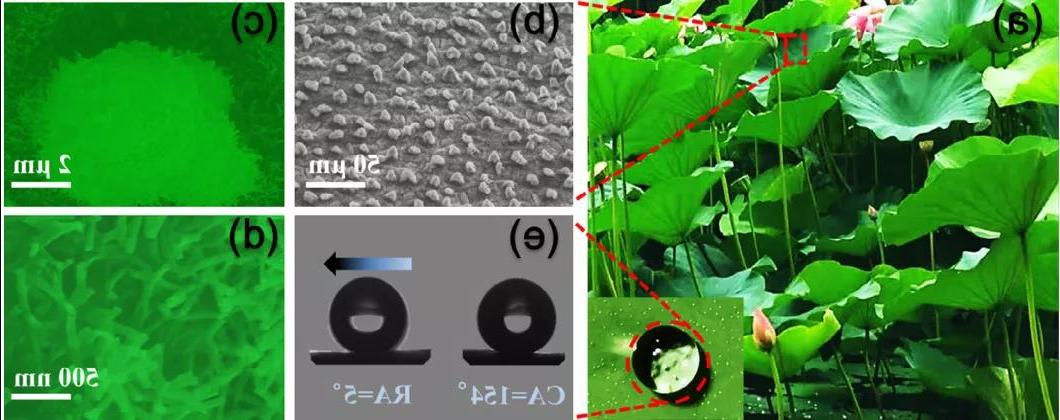图2. 荷叶表面微观结构SEM图及水滴<a href='http://dilemi.e4academia.net'><a href='http://dilemi.e4academia.net'>正规赌博平台</a>在</a>表面的行为